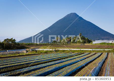 開聞岳麓の畑 85360953