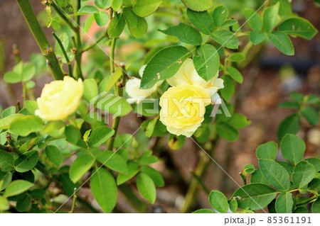 バラの花 ゴールデンボーダー バラの花 ゴールデンボーダー 85361191