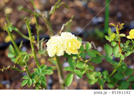 バラの花 ゴールデンボーダー バラの花 ゴールデンボーダー 85361192