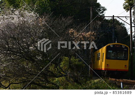 桜咲く三岐鉄道・北勢線を走るナローゲージ列車 桜咲く三岐鉄道・北勢線を走るナローゲージ列車 85361689