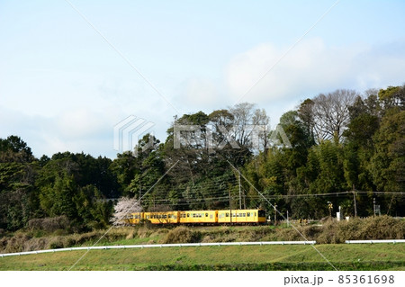 桜咲く三岐鉄道・北勢線を走るナローゲージ列車 85361698