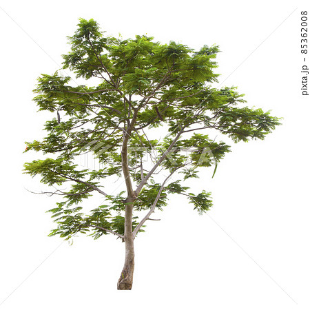 Beautiful green tree isolated on white. Beautiful green tree isolated on white. 85362008