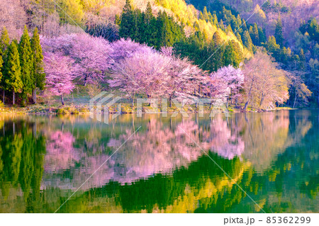 中綱湖の桜 85362299