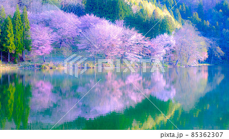 中綱湖の桜(ソフトフォーカス) 中綱湖の桜(ソフトフォーカス) 85362307