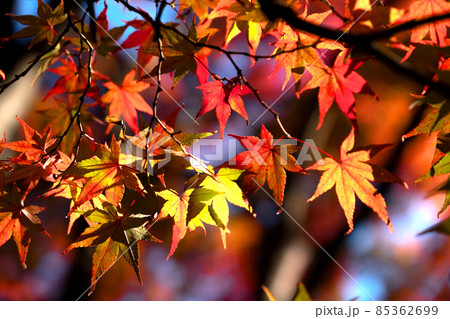 山形市紅葉公園の紅葉は11月中旬が見頃 山形市紅葉公園の紅葉は11月中旬が見頃 85362699