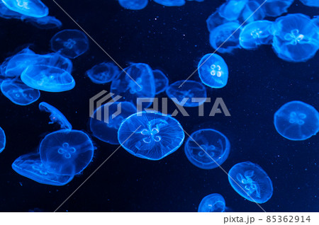 フワフワくらげ　　 85362914