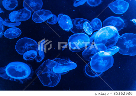 フワフワくらげ　　 85362936