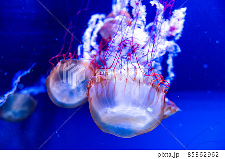 フワフワくらげ フワフワくらげ 85362962