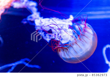 フワフワくらげ　　 85362973