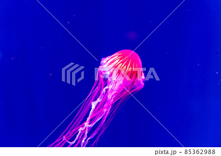 フワフワくらげ　　 85362988