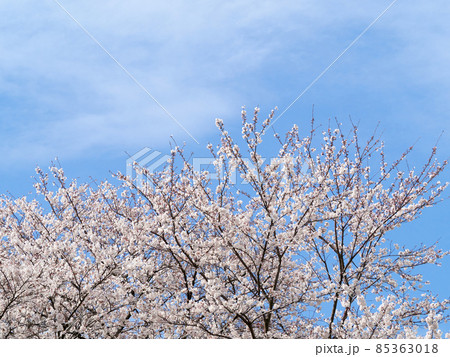 4月(春) 満開の桜 場所:岩崎ノ鼻灯台 富山県高岡市 4月(春) 満開の桜 場所:岩崎ノ鼻灯台 富山県高岡市 85363018