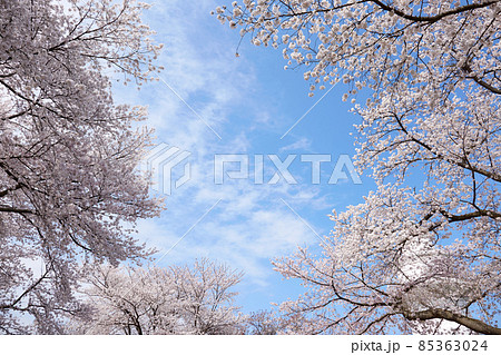 4月(春) 岩崎ノ鼻灯台と満開の桜(灯台は桜の背面) 富山県高岡市 4月(春) 岩崎ノ鼻灯台と満開の桜(灯台は桜の背面) 富山県高岡市 85363024
