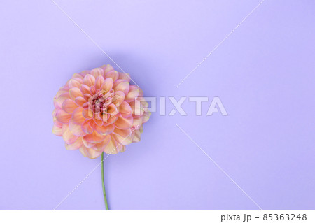 Dahlia pink flower on purple background. Copyspace Dahlia pink flower on purple background. Copyspace 85363248