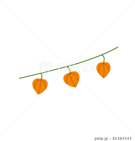 Physalis branch. Orange flower. Ornamental plant. Flat cartoon illustration Physalis branch. Orange flower. Ornamental plant. Flat cartoon illustration 85363543