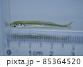カタクチイワシ 85364520