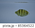 ロクセンスズメダイ 85364522