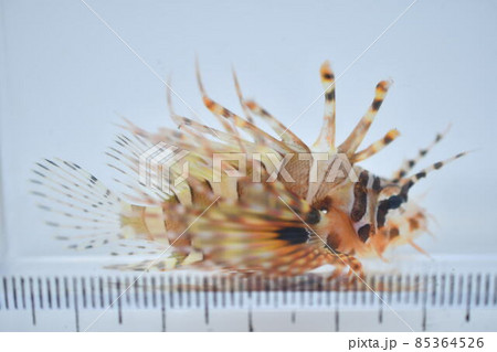 キリンミノ 85364526