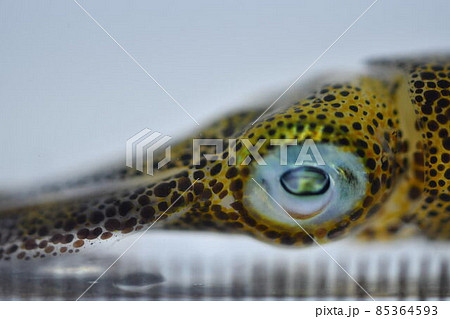 アオリイカ アオリイカ 85364593