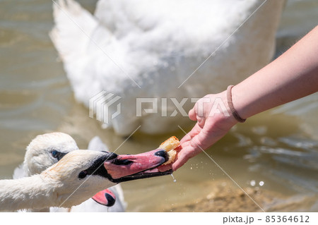 Girl feeding a mute swan in a lake from hand. 85364612