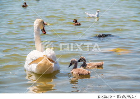 A female mute swan, Cygnus olor, swimming on a lake with its new born baby cygnets. Mute swan protects its small offspring. Gray, fluffy new born baby cygnets. A female mute swan, Cygnus olor, swimming on a lake with its new born baby cygnets. Mute swan protects its small offspring. Gray, fluffy new born baby cygnets. 85364617