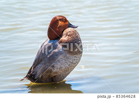 Beautiful duck, Common pochard male, Aythya ferina, standing on a lake shore. Beautiful duck, Common pochard male, Aythya ferina, standing on a lake shore. 85364628