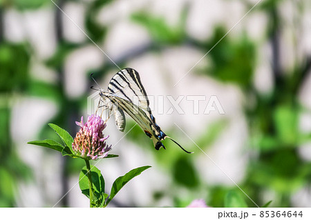 Beautiful Butterfly Scarce Swallowtail, Sail Swallowtail, Pear-tree Swallowtail, Podalirius. Latin name Iphiclides podaliriu. Butterfly collects nectar on flower. Beautiful Butterfly Scarce Swallowtail, Sail Swallowtail, Pear-tree Swallowtail, Podalirius. Latin name Iphiclides podaliriu. Butterfly collects nectar on flower. 85364644