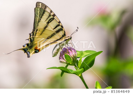 Beautiful Butterfly Scarce Swallowtail, Sail Swallowtail, Pear-tree Swallowtail, Podalirius. Latin name Iphiclides podaliriu. Butterfly collects nectar on flower. Beautiful Butterfly Scarce Swallowtail, Sail Swallowtail, Pear-tree Swallowtail, Podalirius. Latin name Iphiclides podaliriu. Butterfly collects nectar on flower. 85364649