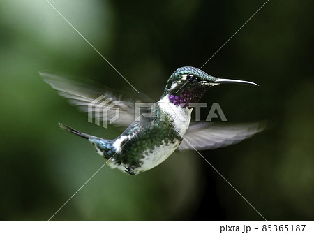 南米エクアドルのアンデスの森に住むルビーと緑の美しい小さな可愛いハチドリ 85365187