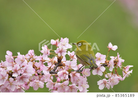満開の河津桜とメジロ 満開の河津桜とメジロ 85365189