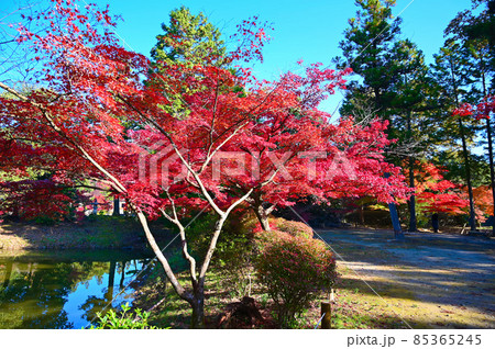 永保寺　永保寺庭園　紅葉　多治見市 85365245
