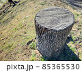 切り株 85365530