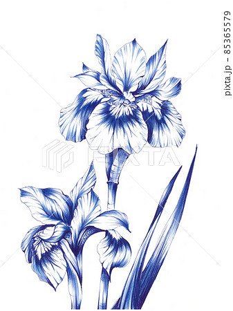 手描きペン画のアイリスの花 85365579