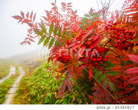 紅葉したナナカマドの葉と実 (山形県、蔵王連峰、地蔵岳) 85365627