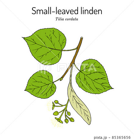 Tilia cordata or small-leaved linden, medicinal plant 85365656