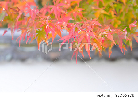 紅葉 紅葉 85365879