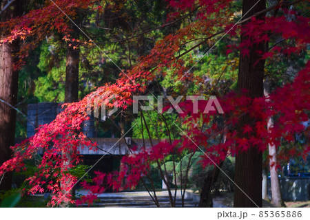 光に照らされる紅葉 光に照らされる紅葉 85365886