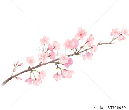 水彩風のかわいい桜のイラスト素材
