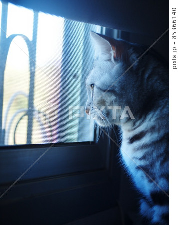 side view head of a cute AMERICAN SHORT HAIR grey with black stripes young cat home pet closeup selective focus at bed room window looking outside for lonesome mood backdrop background side view head of a cute AMERICAN SHORT HAIR grey with black stripes young cat home pet closeup selective focus at bed room window looking outside for lonesome mood backdrop background 85366140