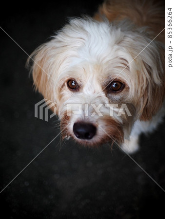 lovely dirty long hairy white fur cute fat dog sitting on cold dark garage floor making sad face with lonesome mood under natural sunlight 85366264