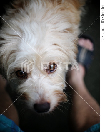 lovely dirty long hairy white fur cute fat dog sitting on cold dark garage floor making sad face with lonesome mood under natural sunlight 85366266