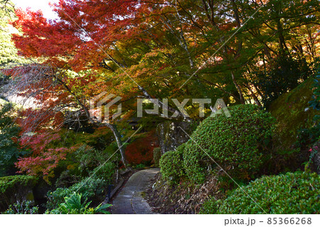 佐賀県　武雄市　慧洲園（けいしゅうえん）の紅葉 85366268