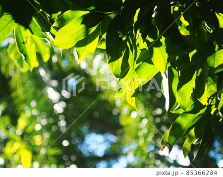 blur green plant leaves background backdrop shallow depth of field under natural sunlight and authentic environment in home garden outdoor for peaceful mood 85366284