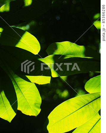 blur green plant leaves background backdrop shallow depth of field under natural sunlight and authentic environment in home garden outdoor for peaceful mood 85366286