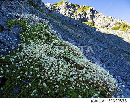群生するシコタンソウ 85366338