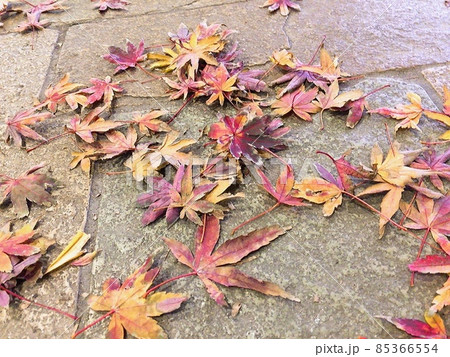 紅葉したもみじの葉っぱ 85366554