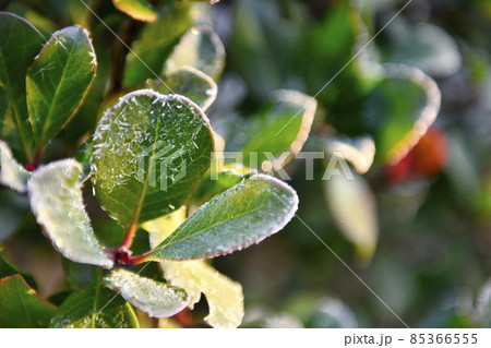 庭木の霜 85366555