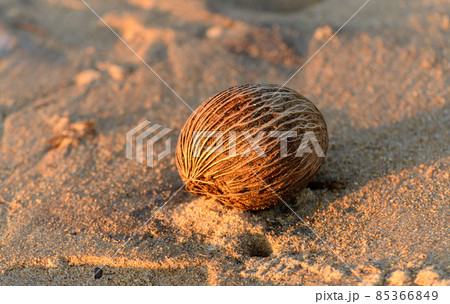 Dried Cerbera Odollam seed on the beach, facing the bright evening light. 85366849