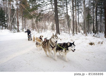 Complete Heterochromia Odd Eye Siberian Husky is a Sled dog leader, take tourists along the snowy path. Complete Heterochromia Odd Eye Siberian Husky is a Sled dog leader, take tourists along the snowy path. 85366896