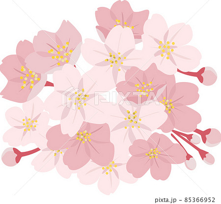 桜の花 85366952