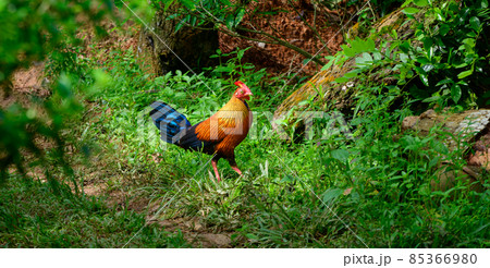 Sri Lankan junglefowl photograph, Beautiful vivid plumage, and highly exaggerated wattle and comb. Orange-red body plumage with dark purple to black wings and tail. the national bird in Sri Lanka. 85366980
